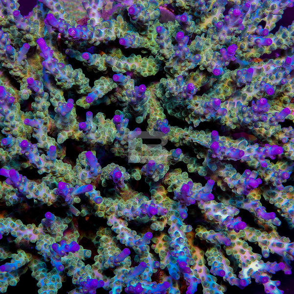 Untitled-395_grande.jpg?v=