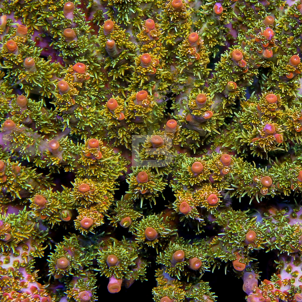 product.featured_image.alt