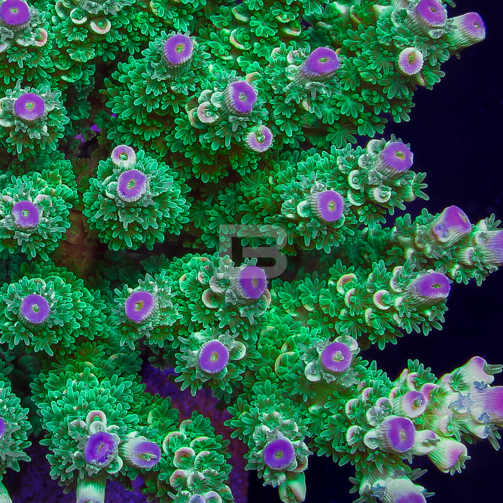 product.featured_image.alt