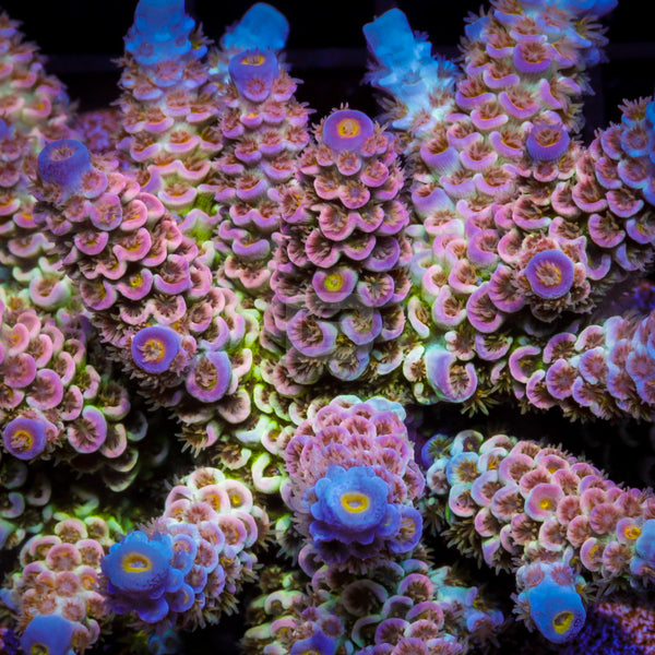 Untitled-85_62735c34-0c73-4aa6