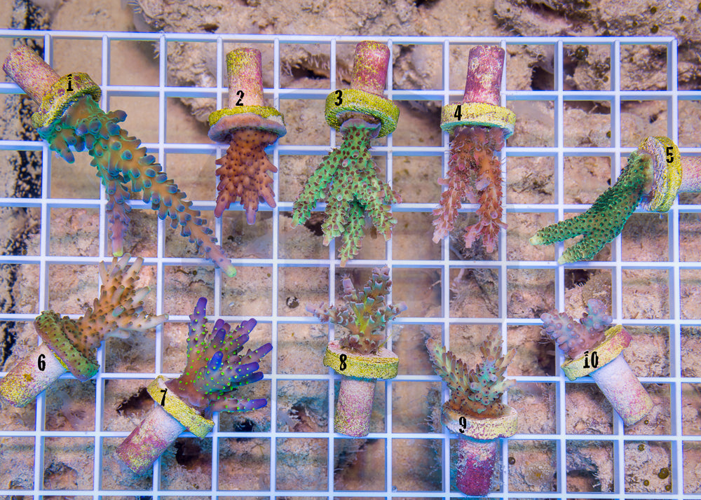 product.featured_image.alt