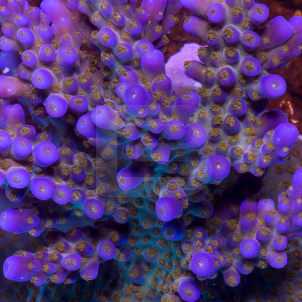 Space Laser – Battlecorals