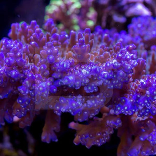 その他 robinceramicstudio Dioscorea snowball BC Efflo 2.0 – Battlecorals
