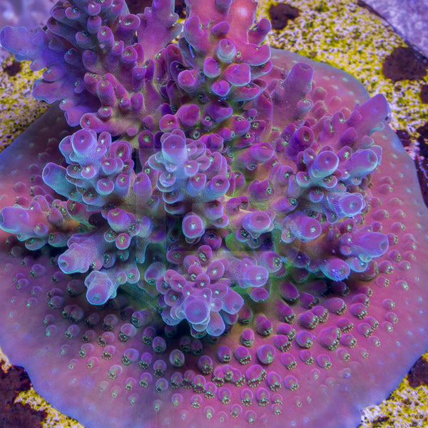 Blood Bank Battlecorals