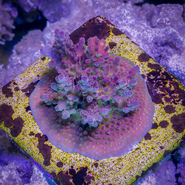 Blood Bank Battlecorals