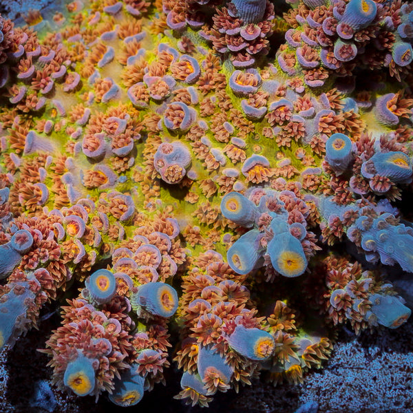 Rainbow Brite – Battlecorals