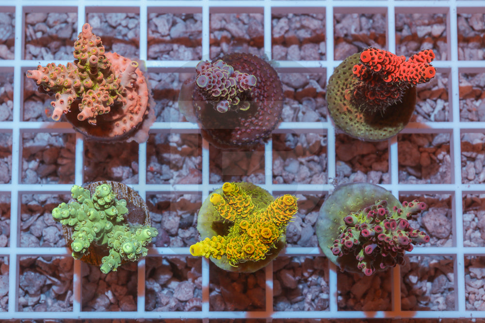 product.featured_image.alt