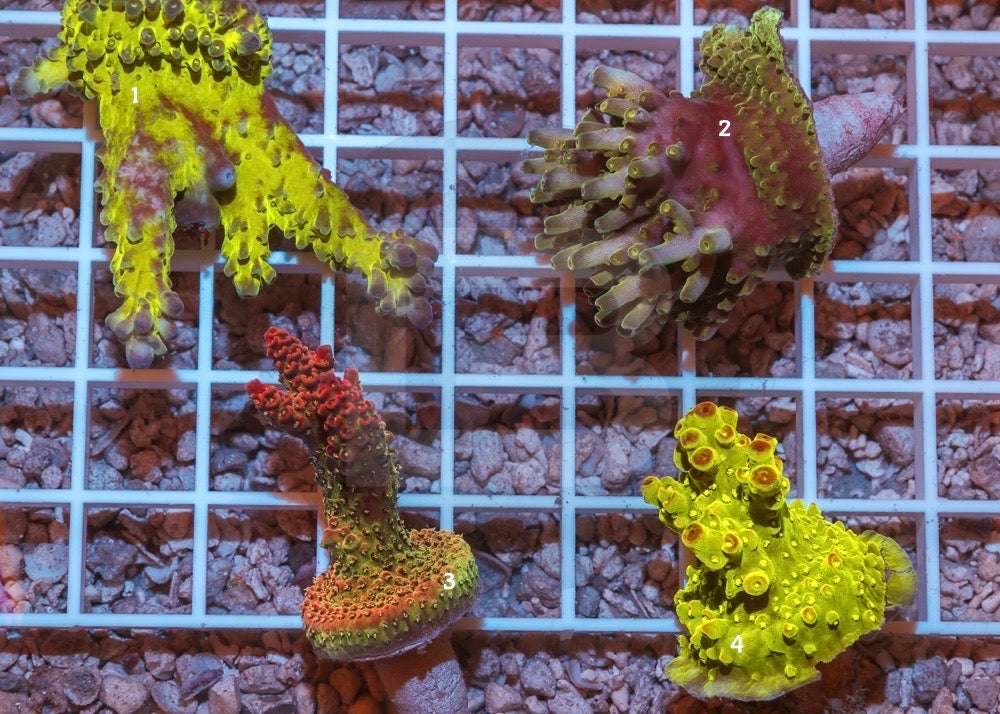 product.featured_image.alt