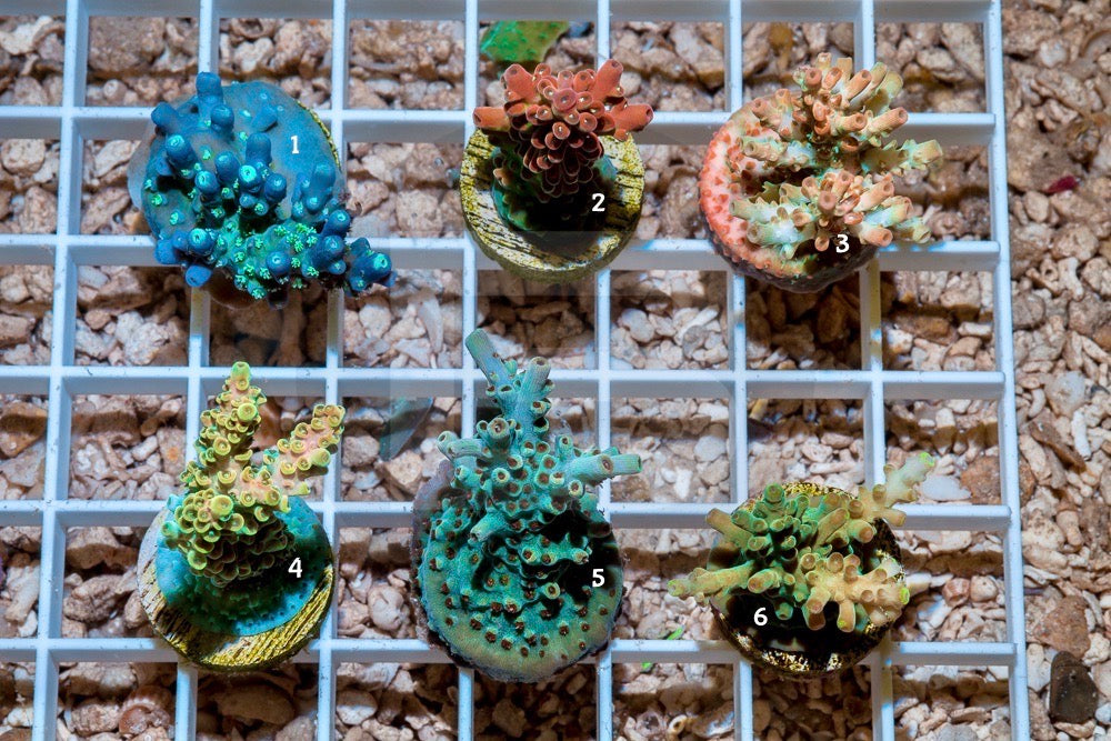 product.featured_image.alt