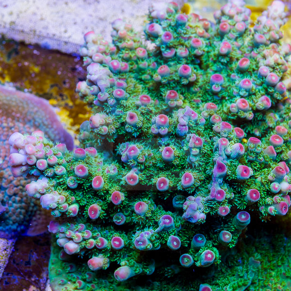 Strawberry Fields – Battlecorals