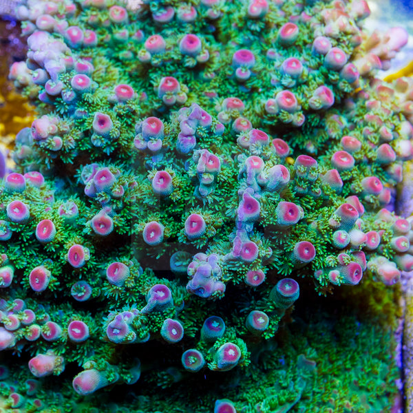 Strawberry Fields – Battlecorals
