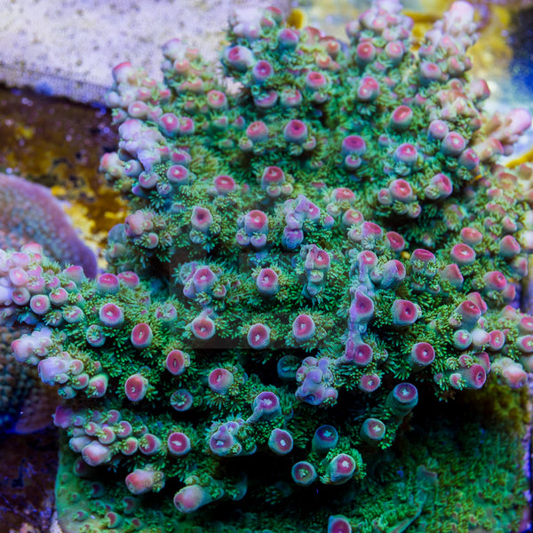 Strawberry Fields – Battlecorals