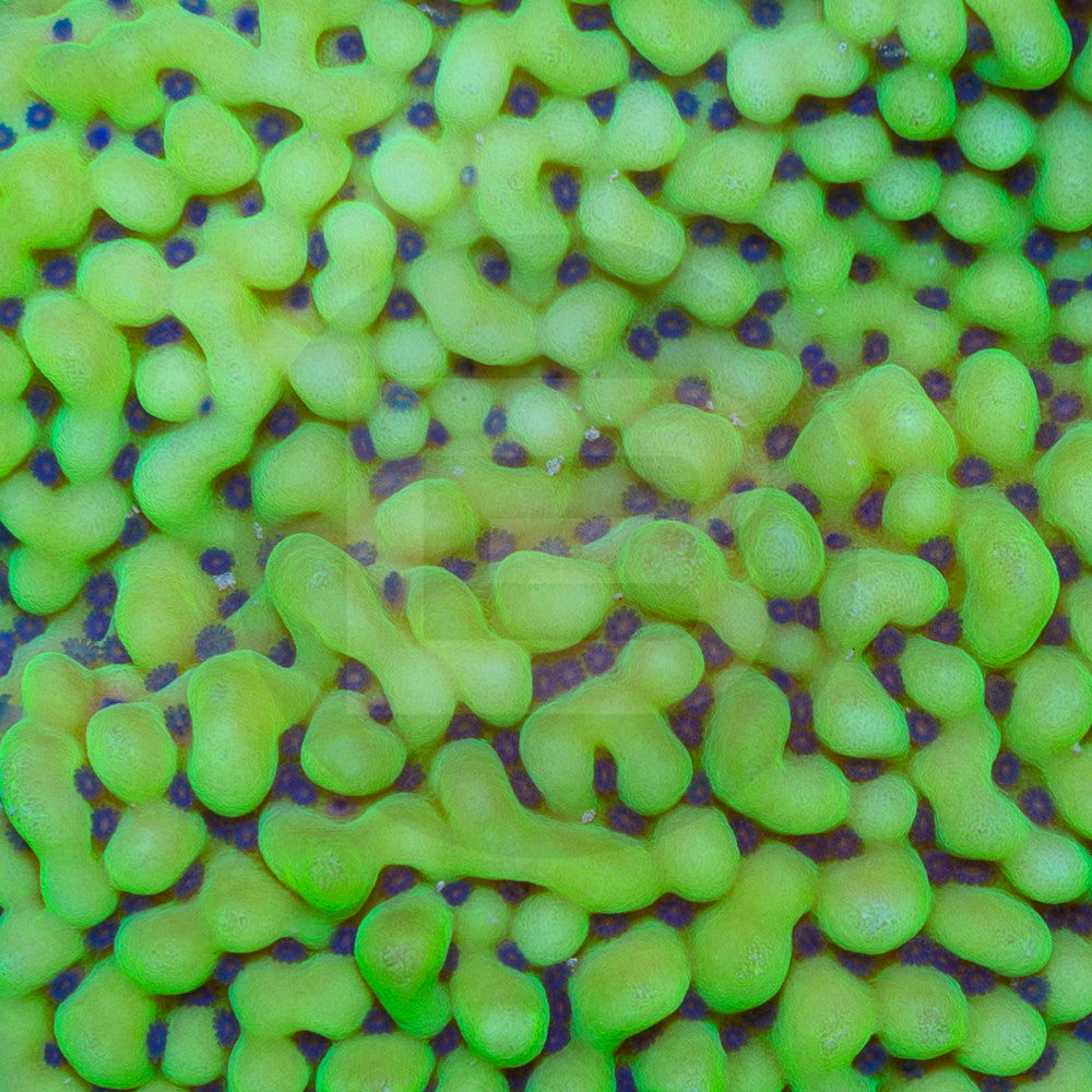 product.featured_image.alt