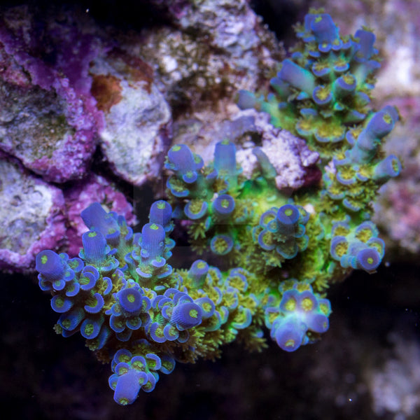 Sexy's Orange Passion – Battlecorals