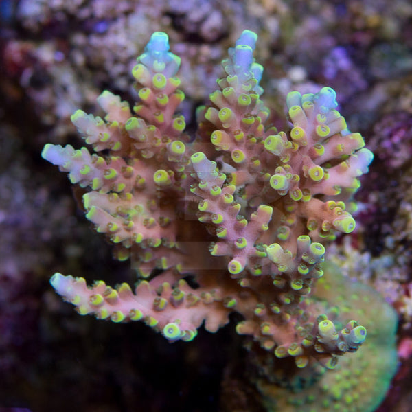 Poison Envy Acropora