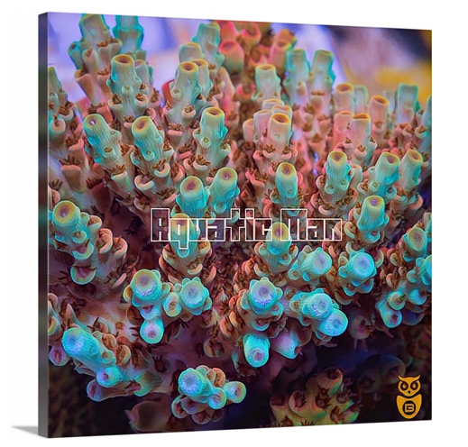 product.featured_image.alt