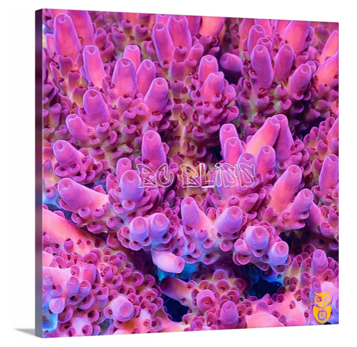 product.featured_image.alt