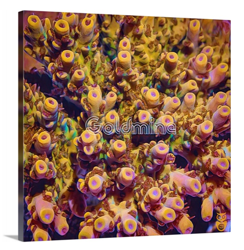 product.featured_image.alt