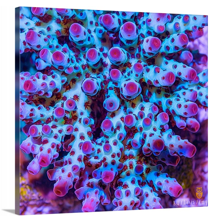 product.featured_image.alt