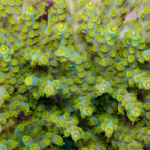 Battlecorals