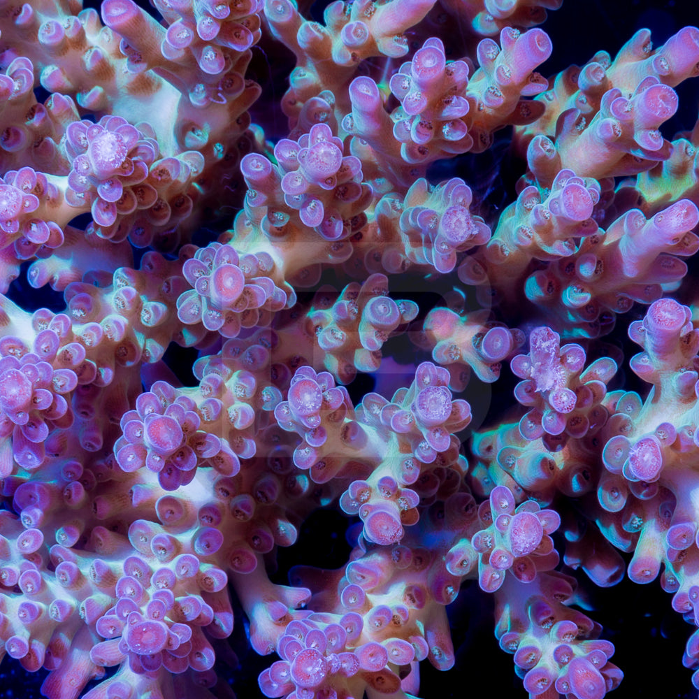 pearlberry – Battlecorals