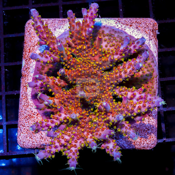 TGC northern crush – Battlecorals