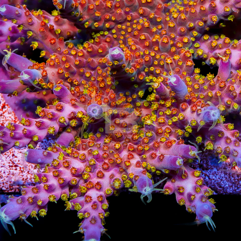 Untitled-102.jpg?v=1709337306