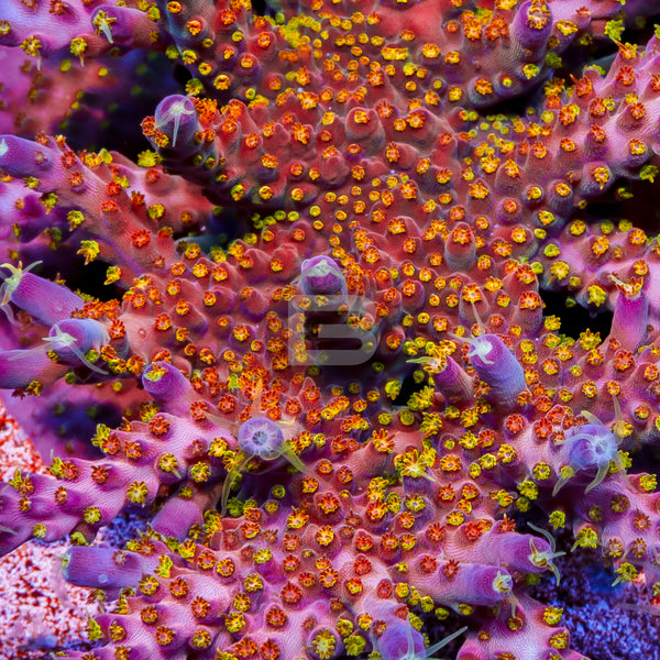 TGC northern crush – Battlecorals