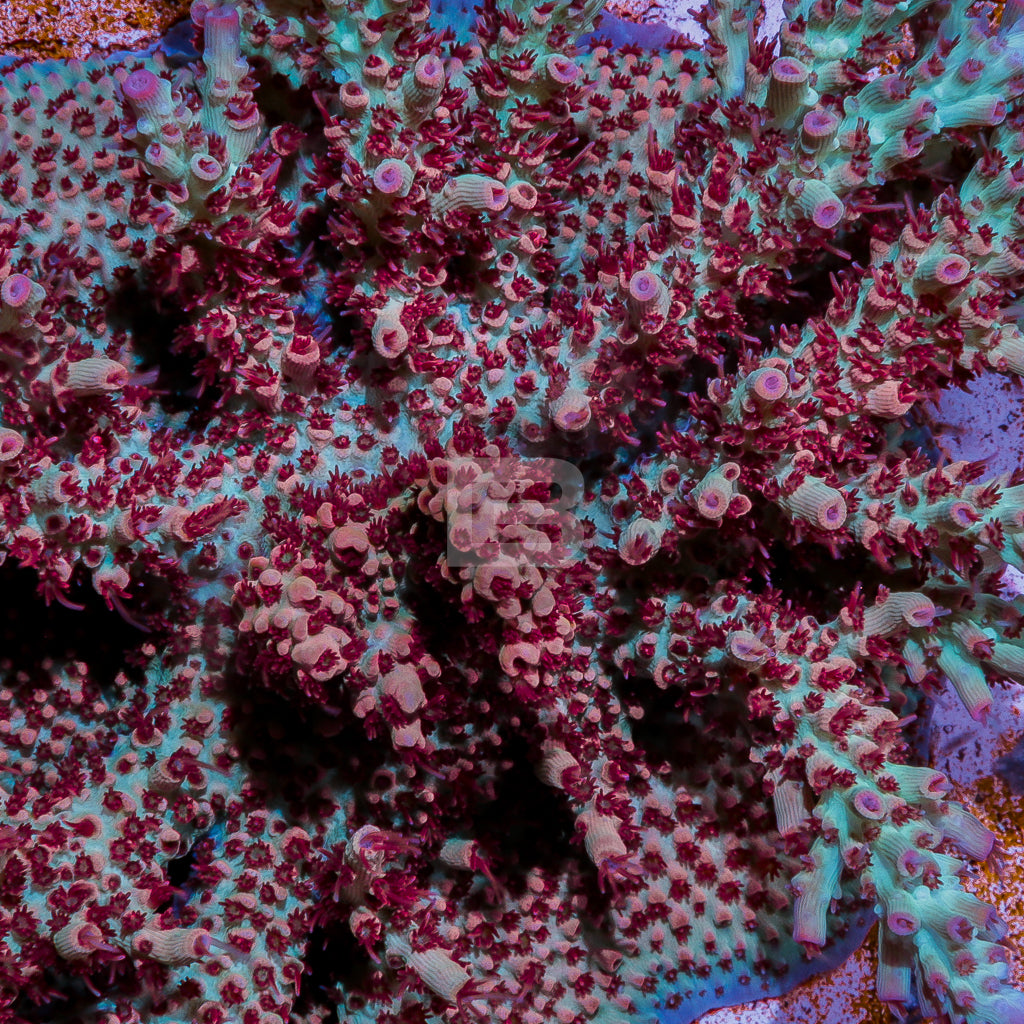 ozwrt Dioscorea Nasutoceratopsフィギュア