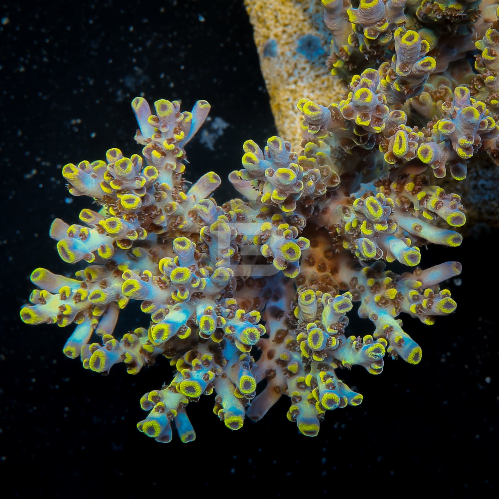 Blue Cyclobs – Battlecorals