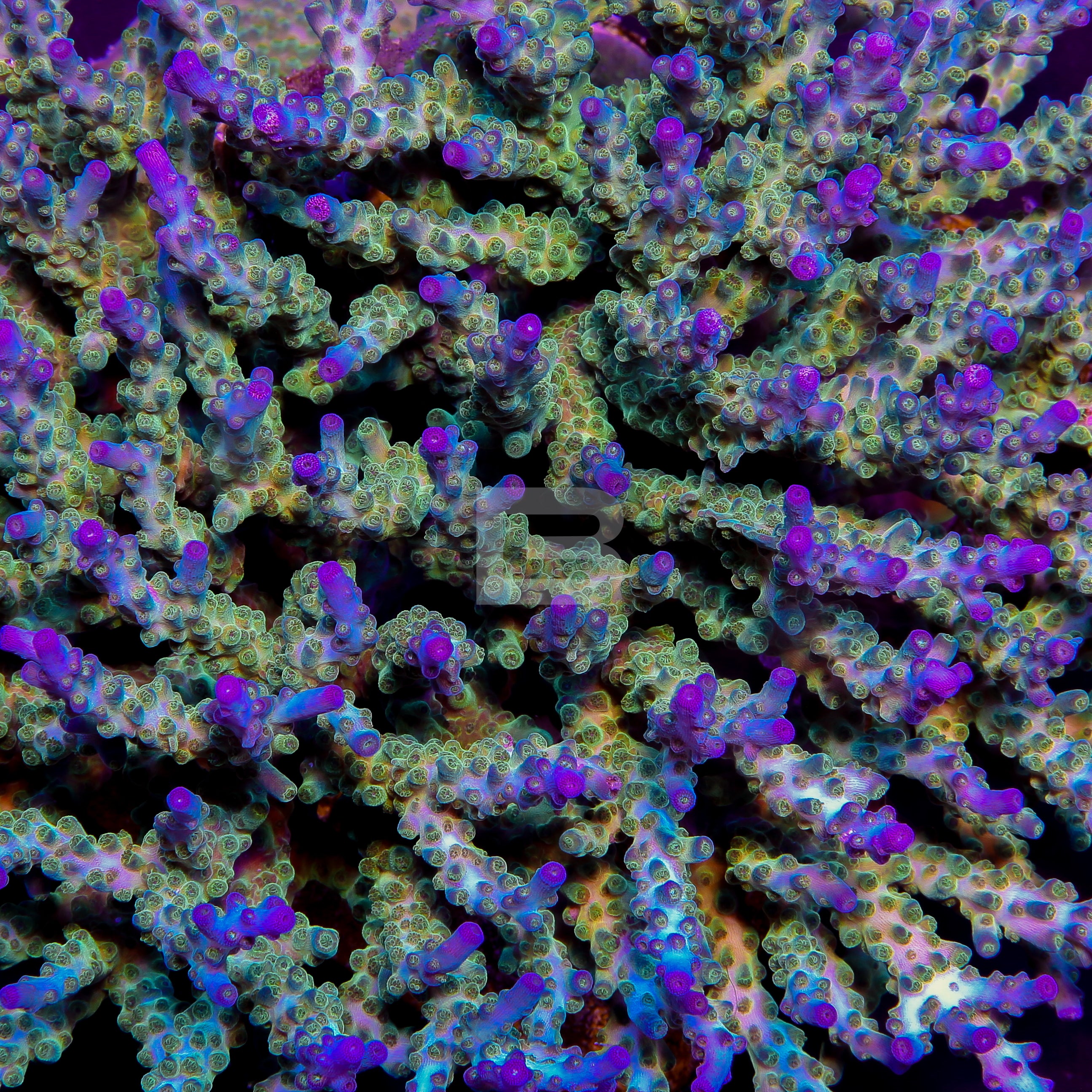 Untitled-395.jpg?v=1748794251