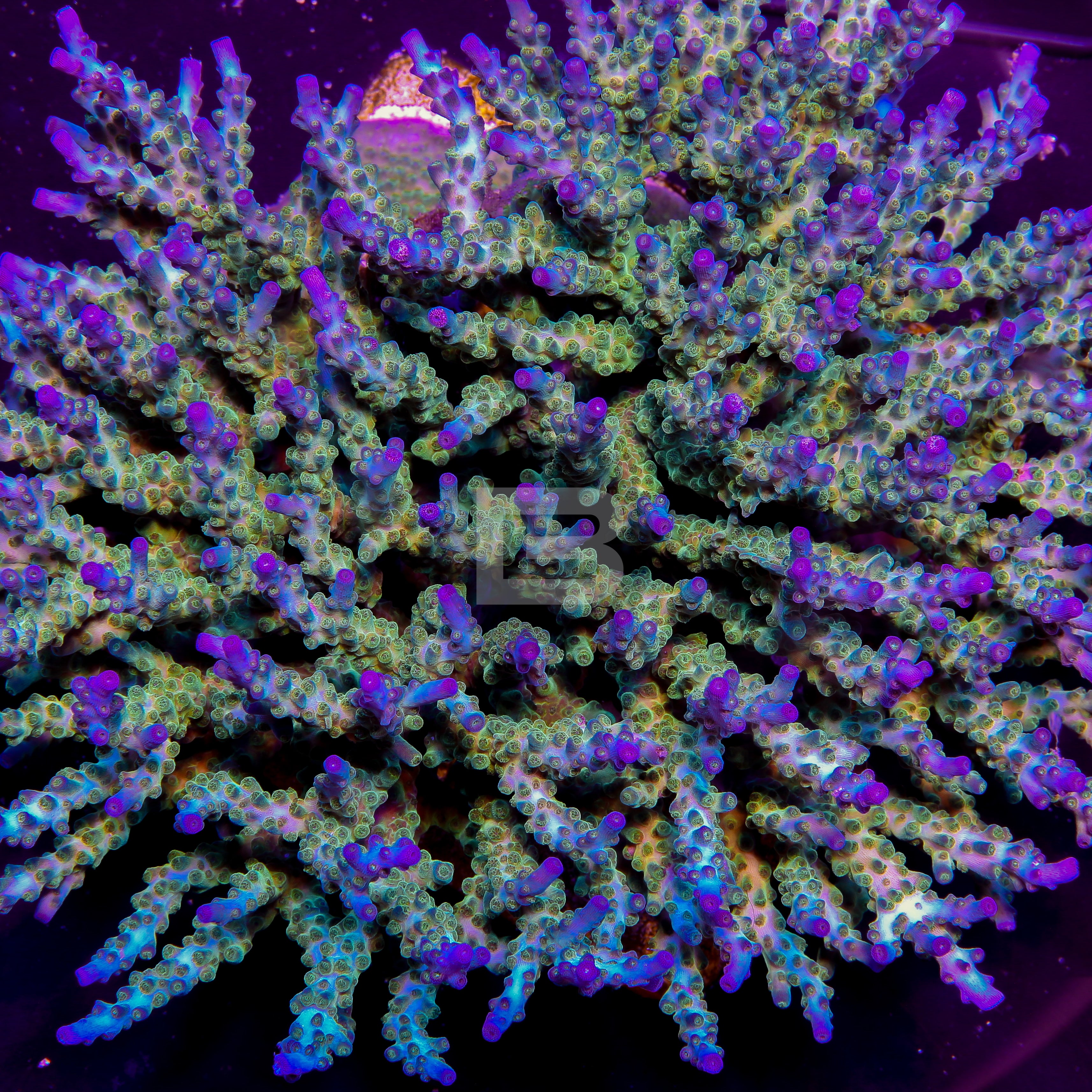 Colliderscope – Battlecorals