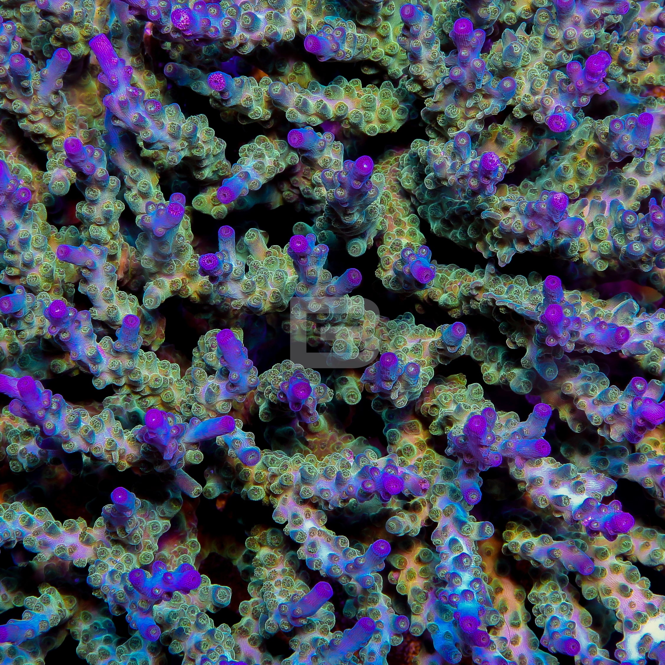 coralcoralページ Colliderscope – Battlecorals