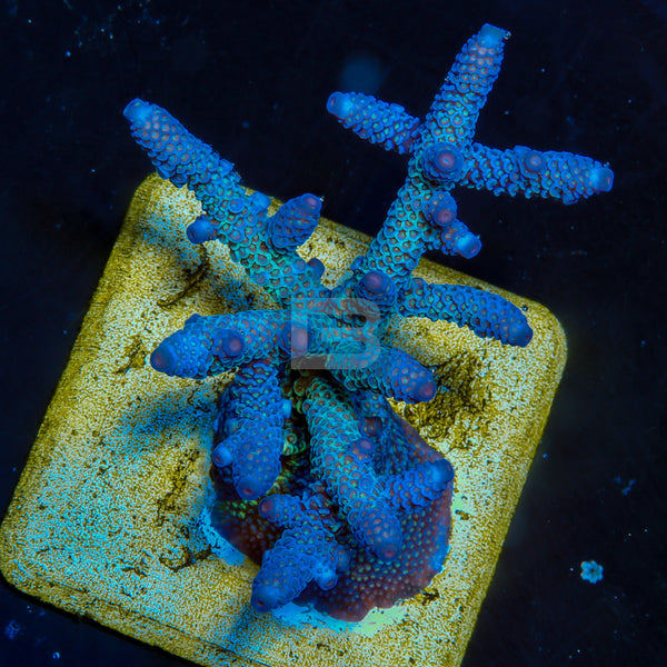 Blue Rr1 RR Blue Flame – Battlecorals