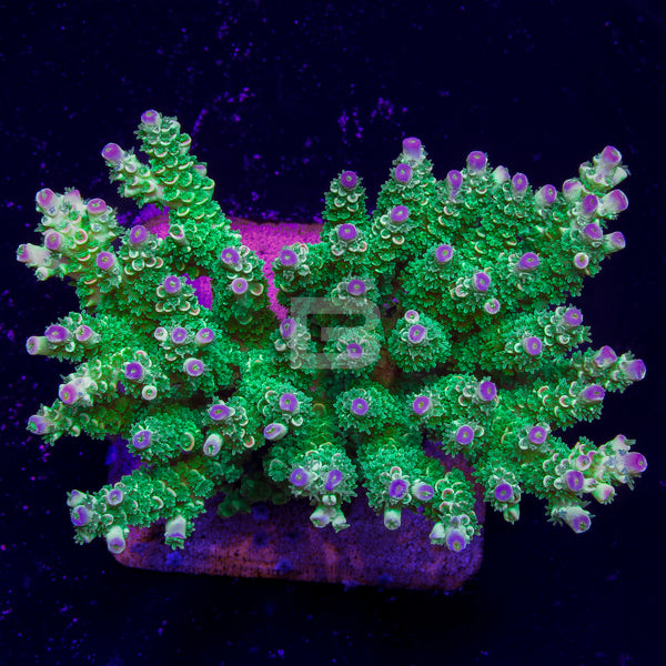 Genie of Death – Battlecorals