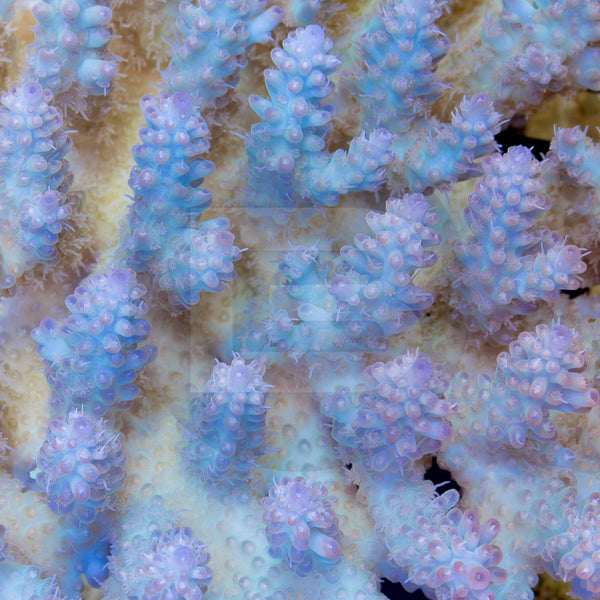 Blueberry Nasuta – Battlecorals