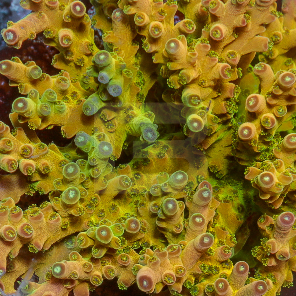 TGC Inner Core – Battlecorals