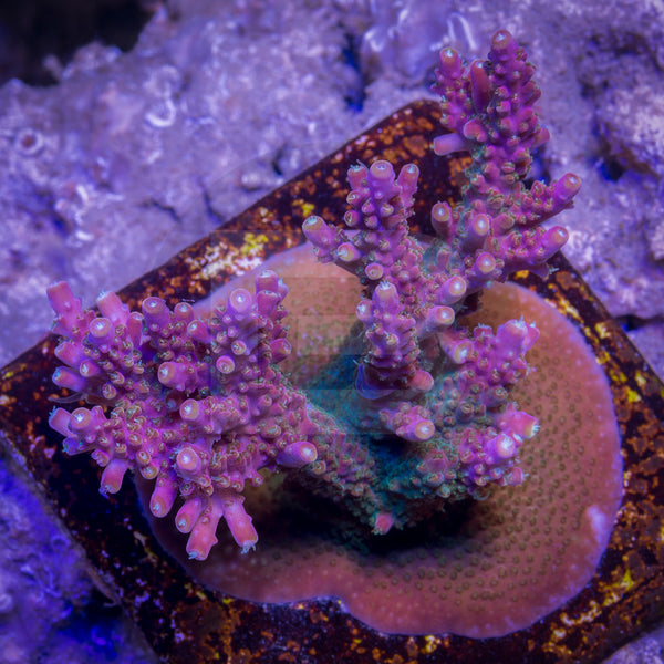 Reef Raft Rainbow Loom – Battlecorals