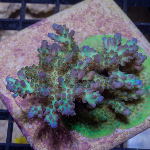 Therman's Rainbow – Battlecorals