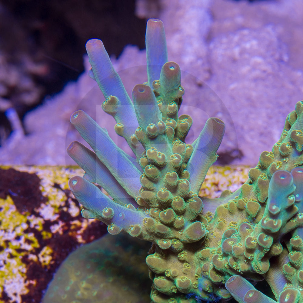 Glow Horn – Battlecorals
