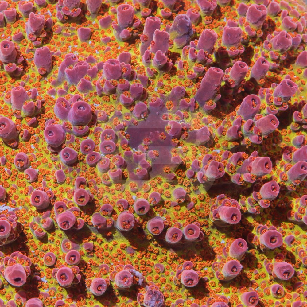 Port Rhombus – Battlecorals