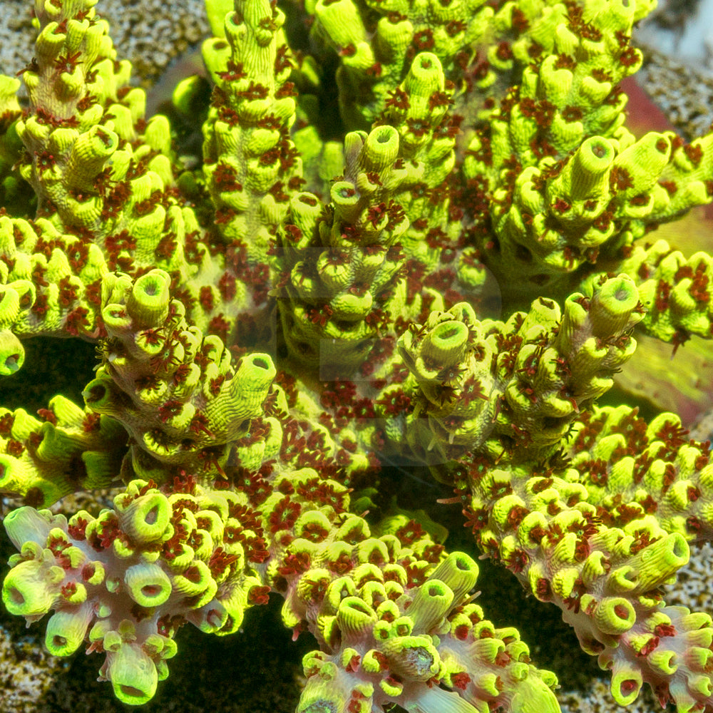 Peek-O-Train – Battlecorals, image size:1000x1000