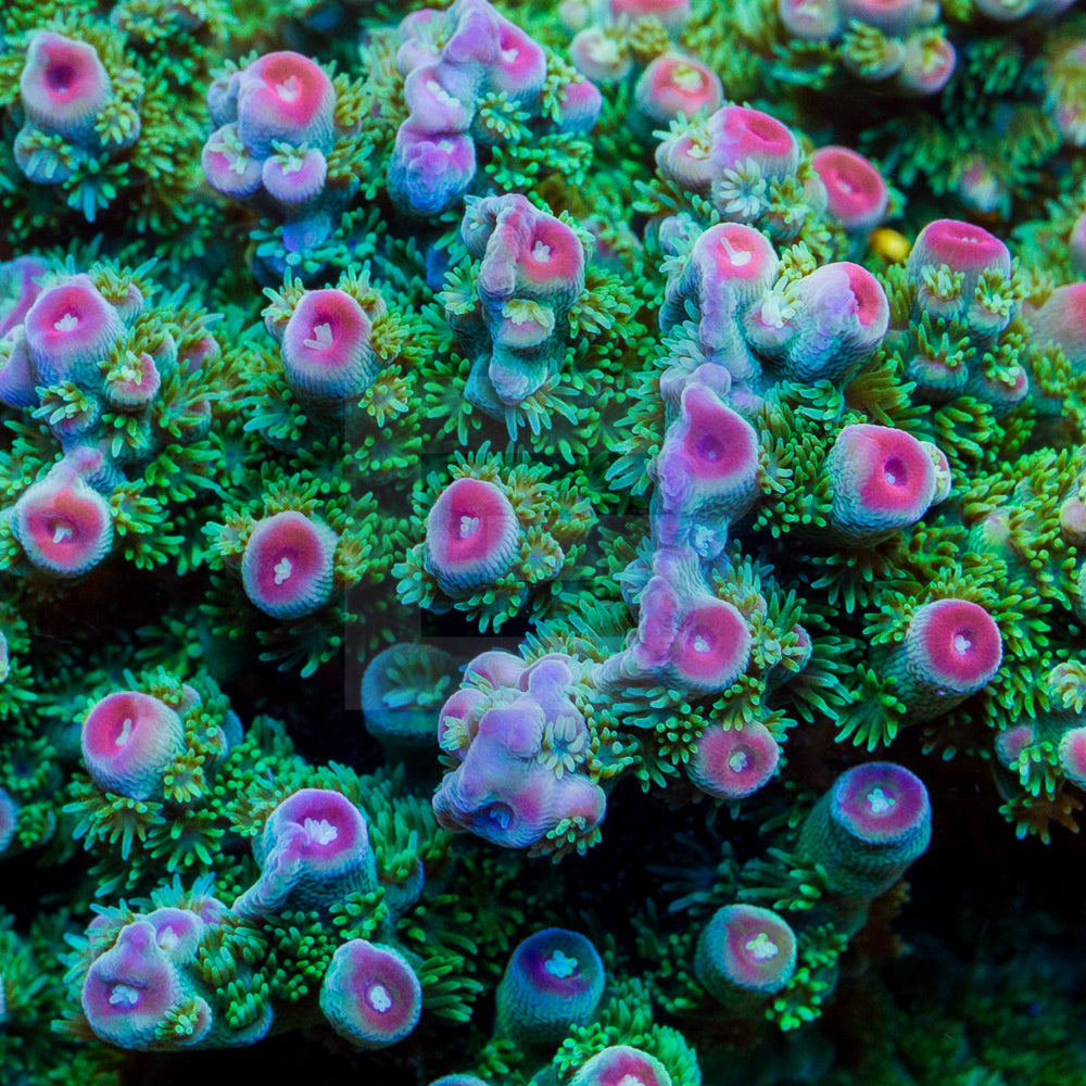 STRAWBERRY FIELDS 『Lips Like Strawberry』 LIPS LIKE STRAWBERRY - Strawberry Fields | vkgy (ブイケージ)