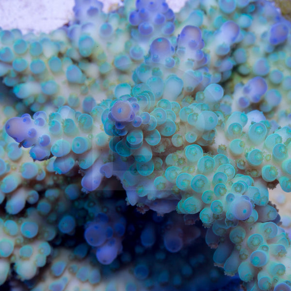 Occulus Blue Crush – Battlecorals