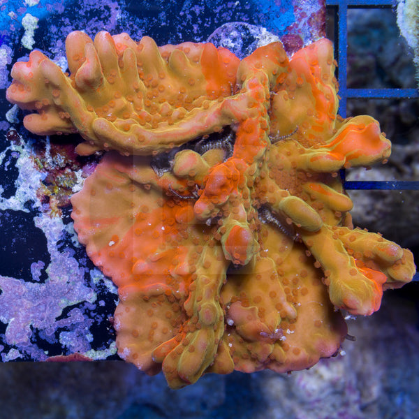 Grafted Setosa – Battlecorals