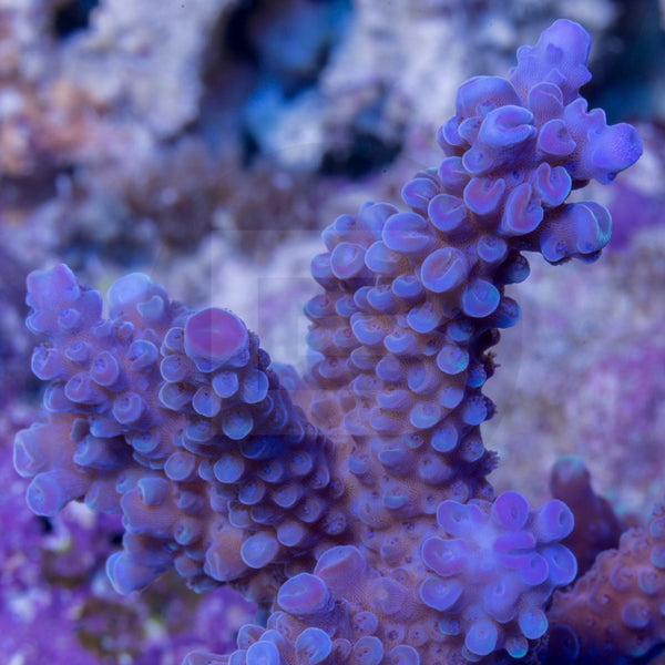 Greg Carroll Acroberry – Battlecorals