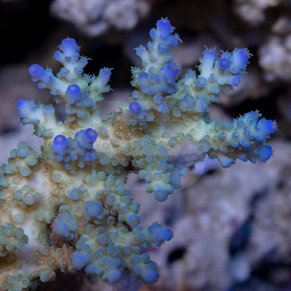 supere blue tenuis – Battlecorals