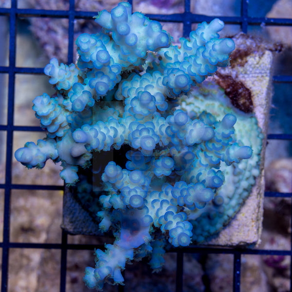 ATL Pink Polyp Vermiculata? – Battlecorals