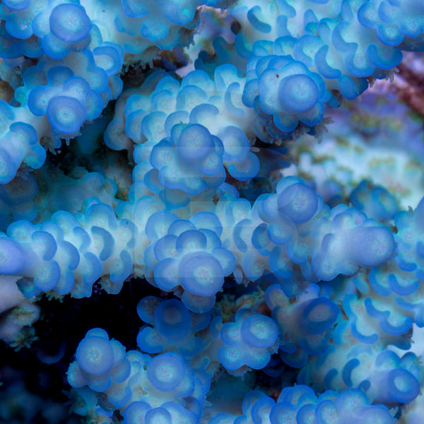 ATL Pink Polyp Vermiculata? – Battlecorals