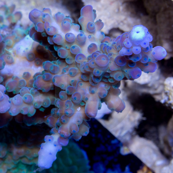 Poletti yellow tip – Battlecorals